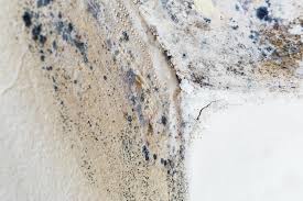 Why You Should Choose Our Mold Remediation Services in Rosanky, TX